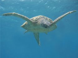 Green turtle at South Point, Sipadan, Malaysian Borneo. T... by Helge Roe 